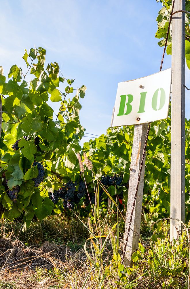 vignes bio
