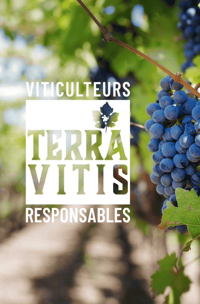 vignes et logo Terra Vitis