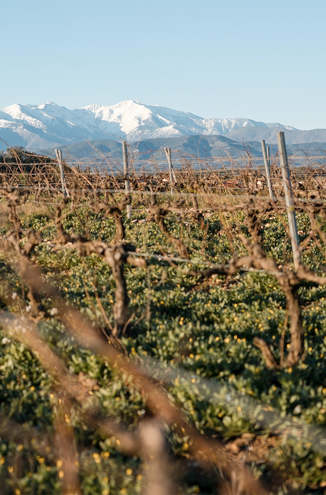vignes Roussillon